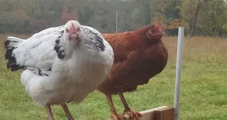 Ferme pédagogique La Ferme des Aventuriers 03