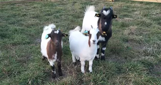 Ferme pédagogique La Ferme des Aventuriers 03