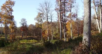 Forêt domaniale de Dreuille