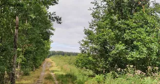 Forêt domaniale de Lespinasse