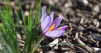 Safran-fleur-terroir-visite-cynfael-st-sauveur