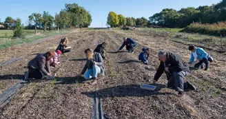 Safran-terroir-visite-cynfael-st-sauveur-cueillette