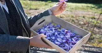 Safran-terroir-visite-cynfael-st-sauveur-landemont