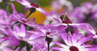 godicheau-horticulture-le-lion-d'angers-49-deg-photo2