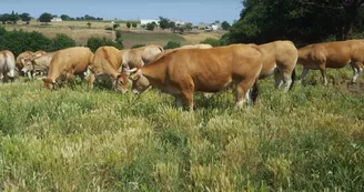 gaec-terrien-elevage-vaches-viande-oa-saint-laurent-des-autels