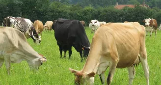 ferme-les-trois-chenes-vaches-laitieres-le-longeron-sevremoine