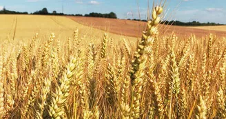 champ de blé