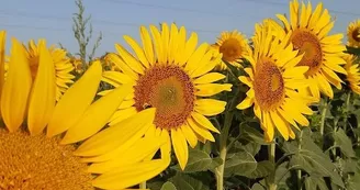 Culture-tournesol-Panier-Bio-du-Moulin-BEM-Jallais (3)