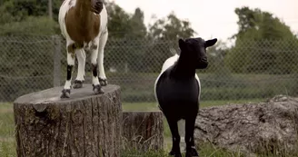 Gite Les Moirins - Chèvres, poules et chevaux_3