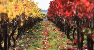 vignoble-automne-vigne-rang-anjou-osezmauges-