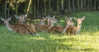 animaux-daim-natural-parc-st-laurent-des-autels-oa-osez-mauges-©F.Crampon (12)