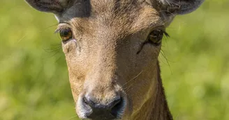 animaux-daim-natural-parc-st-laurent-des-autels-oa-osez-mauges-©F.Crampon (2)