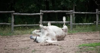 centre equestre brion_1