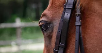 centre equestre brion