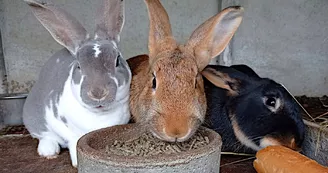 La joyeuse troupe des lapins.