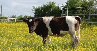 La vache Bretonne Pie-Noir, qui adore les caresses !