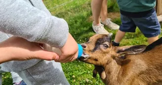 Activité biberonnage des chevreaux (selon la saison)