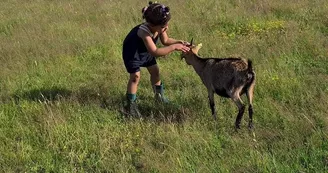 Une vraie interaction avec les chèvres naines