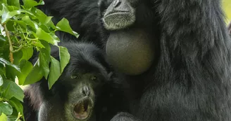 Gibbons siamang