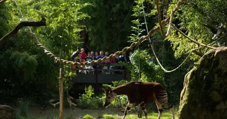 Sanctuaire-des-okapis