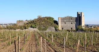 montjean-loire-four-chaux-vigne