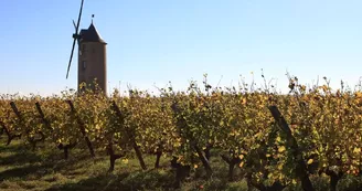 moulin-montjean-loire-vigne