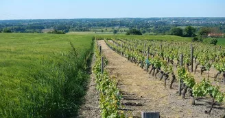 randonnee-vignes-moulins-mesnil-en-vallee (7)