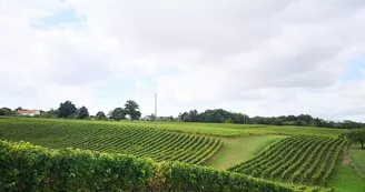 vignes-champtoceaux-drain-vvr-anjou-oa ©JB