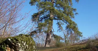 parc-garennes-juigne-sur-loire-49-pna-1