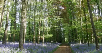 jacinthes-parc-beaupreau-angers-nantes-anjou-osezmauges