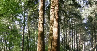 sequoia-parc-beaupreau-angers-nantes-anjou-osezmauges