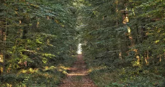 nature-foret-chandelais-baugeenanjou-anjou