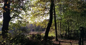 forêt Brain-sur-Longuenée 