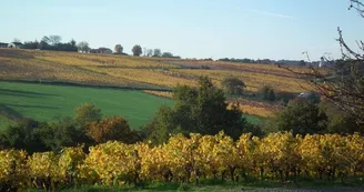 drain-vignoble-route-touristique-galloires (3)