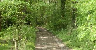 allee-parc-gautreche-jubaudiere-angers-nantes-anjou-osezmauges