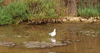 Le Marais des Bris