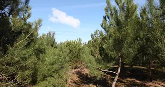 Forêt de Saint-Trojan-les-Bains