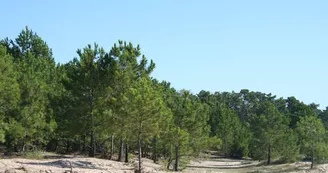 Forêt de Saint-Trojan-les-Bains