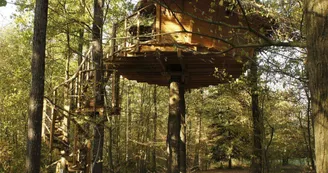 Sur un Arbre Perché - La Cabane des Écureuils