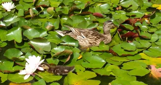 Jardin public de Saintes