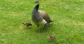 Jardin public de Saintes