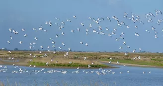 Réserve naturelle de Moëze-Oléron