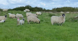 Réserve naturelle de Moëze-Oléron