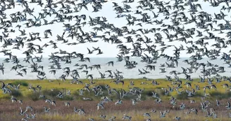 Réserve naturelle nationale du marais d'Yves