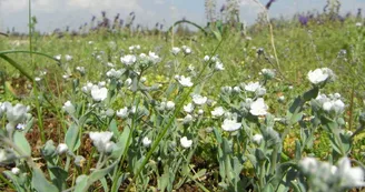 Réserve naturelle nationale du marais d'Yves