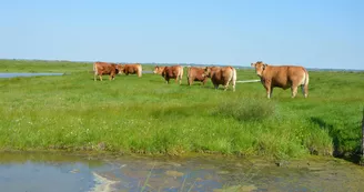 Marais de Brouage