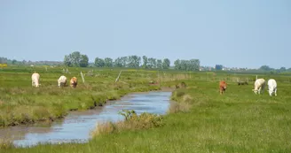 Marais de Brouage