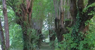 Serrat Pierre - Le Clos du Colombier - Les Tilleuls