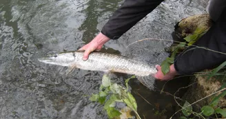 Moniteur Guide de pêche