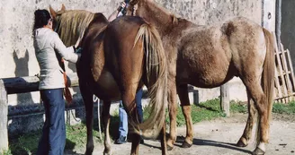 Les écuries du domaine du Grand air